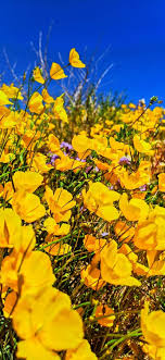 Joshua tree national park pet friendly campgrounds. Joshua Tree National Park Super Bloom 2 Travel Dads