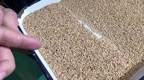 sesame seeds color sorting machine -primary sorting