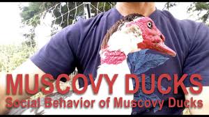 A mesh bag filled with leftover fruit and hung out of reach is ideal in attracting small flies for the young birds to eat. Raising Muscovy Ducks And Their Behaviors Youtube