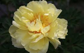 Check spelling or type a new query. Wallpaper Flower Yellow Peony Images For Desktop Section Cvety Download