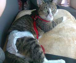 Why Do Cats Spray How To Stop A Cat From Spraying Cat Diapers Healthy Pet Systems By Dog Food Judge Mirko Nuli