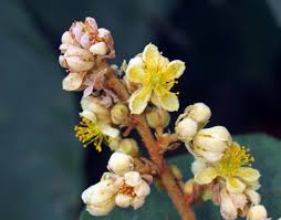 Image result for Grewia conocarpoides