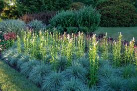 Image result for Melinis nerviglumis