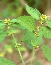 Image result for Triumfetta