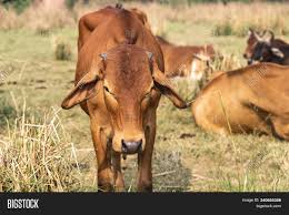 Their ears are long and hanging. Calf Indian Sacred Image Photo Free Trial Bigstock