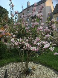 Magnolie George Henry Kern Garten Magnolien