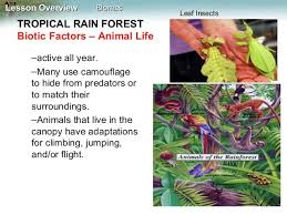Biomes Biotic And Abiotic Factors Biomes Biotic Rainforest Animals