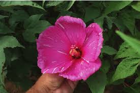 Several species are cultivated as ornamentals for their showy flowers, and a number are useful as fiber plants. Flower Color Of Robert Brown Winter Hardy Hibiscus Download Scientific Diagram