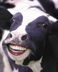 Prefer To Inferment Of Loves Germaine Poem By Cathy Nerujen Funny Cow Pictures Cows Funny Photoshopped Animals