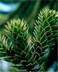 Die chilenische schmucktanne ist in den heimischen gärten eine echte rarität. Chilenische Schmucktanne Andentanne 20 25cm Araucaria Araucana Kaufen Bei Nr 01 De