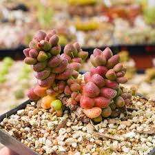 Image result for Crassula alsinoides