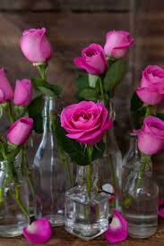 100 Rose Images Download Rose Images In Hd For Free Az Quotes In 2020 Rose Flower Wallpaper Pink Flowers Wallpaper Love Rose Flower