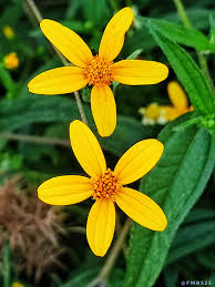 Image result for Cola mossambicensis