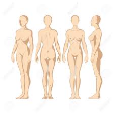 This diagram depicts picture of the female body 744×992 with parts and labels. Female Body Hand Drawn Female Body In Different Poses Set Woman Royalty Free Cliparts Vectors And Stock Illustration Image 150917397
