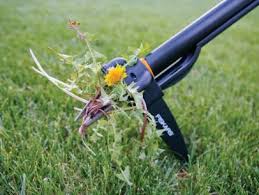 One of the most common questions lawn care professionals get is what kind of grass seed should i plant? maybe you've asked that question yourself. How To Maintain A Healthy Weed Free Lawn How Tos Diy