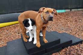 Early puppy socialization appears to be very beneficial for ensuring future appropriate behavior around other dogs. Puppy Social Hour The Pawsitive Pooch