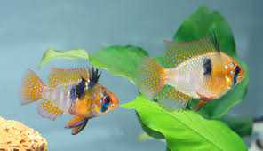 Ram Cichlid Mikrogeophagus Ramirezi Tetra Advanced Fishkeeper Blog They are not actually an amazon river fish, but are part of the river's extended system of waterways. ram cichlid mikrogeophagus ramirezi