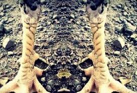 Maybe you would like to learn more about one of these? Waw 7 Jenis Sisik Kaki Ayam Bangkok Paling Disukai