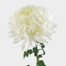 Share this product with a friend. Football Mum White Flower Wholesale Blooms By The Box