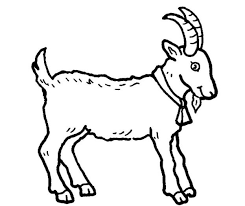 Di daerah jawa tertentu menyebutnya dengan wedus gibas dan untuk kambing disebut wedus kacang atau bangkot. Gambar Mewarnai Kambing
