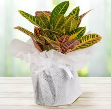 Bu nedenle iç mekan süs bitkilerini bir tanımda açıklamak oldukça zordur. Ic Mekan Saksi Cicekleri 14 Muhtesem Ic Mekan Cicegi