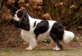 We did not find results for: Cavalier King Charles Spaniel Wds2018