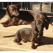 All our mini dachshund puppies for sale come with the following. Mini Dachshund Puppies For Sale From Reputable Dog Breeders