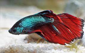 11 Of The Best Freshwater Aquarium Fish That Are Perfect For Your Tank Trending Us