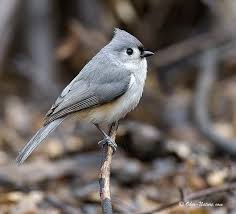 Birds Of Southwest Ohio Northwest Ohio Birds Ohio Birds Backyard Birds Birds