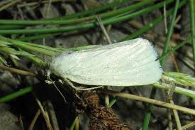 Image result for Photedes morrisii