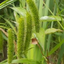 Image result for Cyperus karisimbiensis