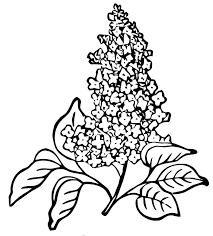 Black And White Vector Art Free Ephemeraphilia Free Vector Art Lilac Vector Free Flower Sketches Free Vector Art