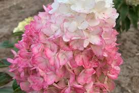 Image result for Julbernardia paniculata