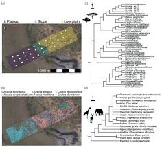 Image result for Fagaropsis