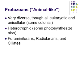 Foraminifera