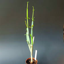 Image result for Cissus glaucophylla