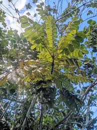 Image result for Cnestis polyphylla