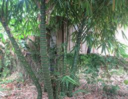 Image result for Bambusa vulgaris