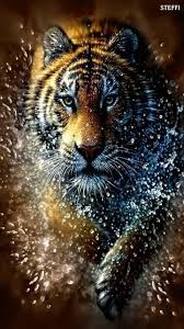 kalejdoskop tiger photography tiger pictures majestic animals
