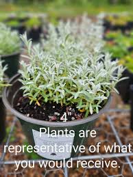 Image result for Cerastium indicum
