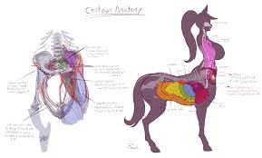 plasmid, original, commentary, english commentary, highres, 1girl, anatomy,  animal ears, bladder, bone, breasts, centaur, english text, fallopian  tubes, full body, heart, hip bones, hooves, horse ears, horse tail,  intestines, kidney, large breasts,