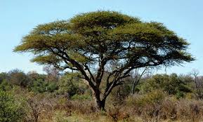 Image result for Cryptosepalum maraviense