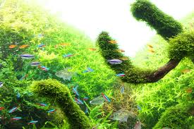 Image result for Rotala fontinalis