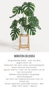 Monstera Deliciosa Pflanzen Monstera Zimmerpflanzen