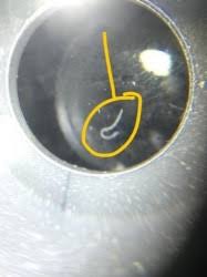 Nematodes translucent small clear worm. White Worms In Terrarium All About Worms