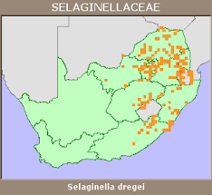 Image result for Selaginella dregei