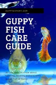In This Guppy Fish Care Guide You Will Learn About The Different Aspects To Consider When Keeping Guppies Minimum Aquarium In 2020 Guppy Fish Fish Care Fish Supplies