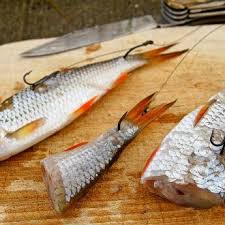 Fisch Statt Gummi Angeln Zander Angeln Gefullter Fisch
