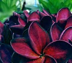 Pin On Exotic Flowers