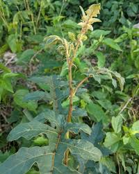 Image result for Solanum richardii